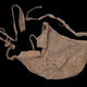 A baby carrier from Kenya's Turkana region dating to before 1903.
